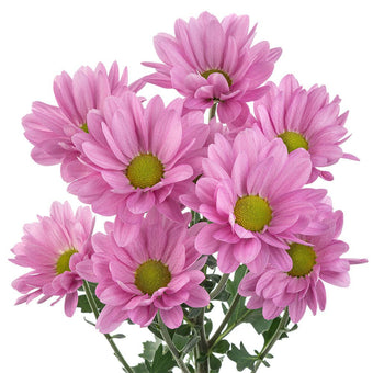 compare product Daisy Lavender