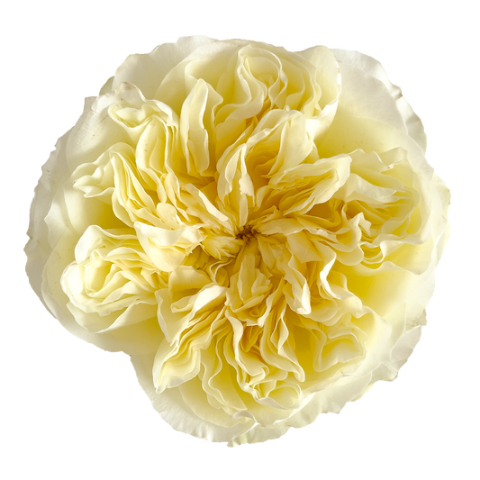 ANTONIA GARDEN Buttercream Rose 40