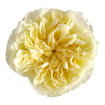 compare product ANTONIA GARDEN Buttercream Rose 50