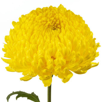 compare product Super Mums Yellow