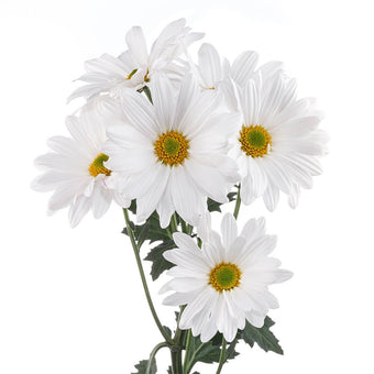 compare product Daisy White White Atlantis