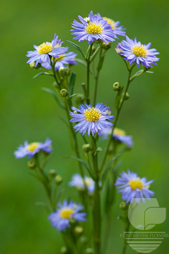 Asters Purple Monarch XXX
