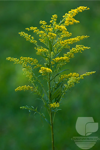 Asters Yellow Solidago XXX
