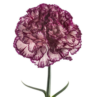 compare product Carnation Fancy Novelty Purple Alicia