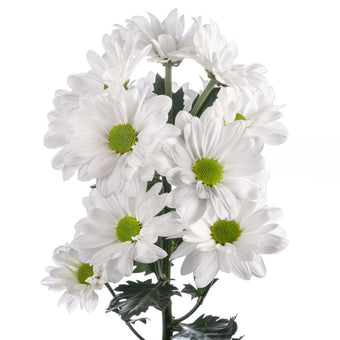 compare product Daisy White