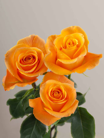 compare product Roses Orange Aloha 50cm
