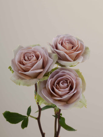 compare product Roses Lavender Amnesia 60cm