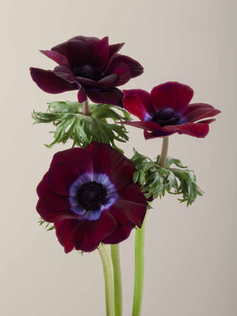 compare product Anemone Purple Mistral Burgundy 30cm