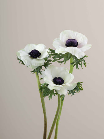 compare product Anemone White Mistral Panda 40cm