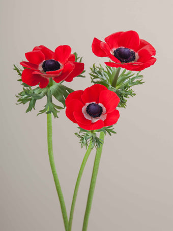 compare product Anemone Red Mistral Rosso 30cm