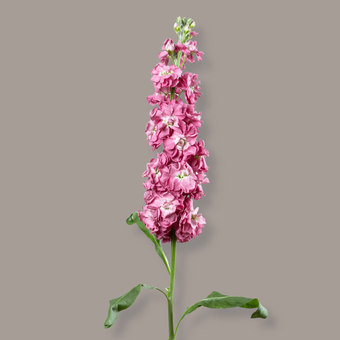 compare product Stock D.B. Vintage Mauve 70 Cm