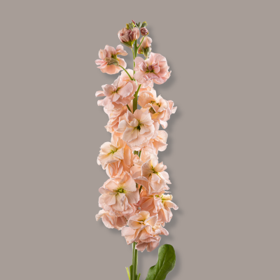 Stock D.B. Peach 70 Cm