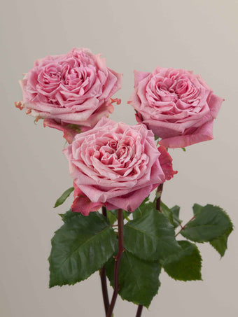 compare product Roses Medium Pink Art Deco 60cm