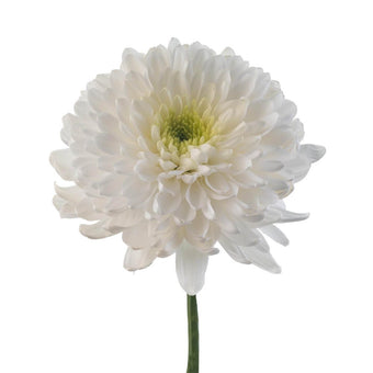 compare product Cremon White Arctic Queen