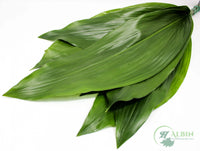 Aspidistra Green - 25 Pack