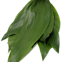 Aspidistra Green - 25 Pack
