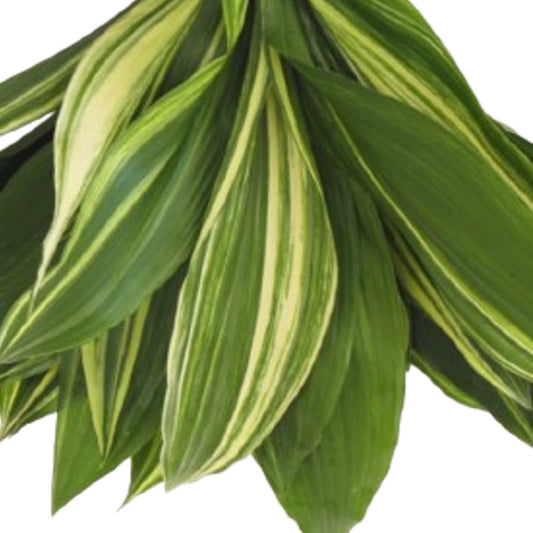 Aspidistra Variegated - 25 Pack