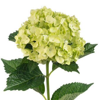 compare product Hydrangea Baby Green