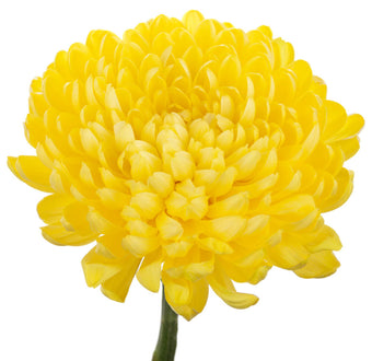 compare product Cremon Yellow Bernal
