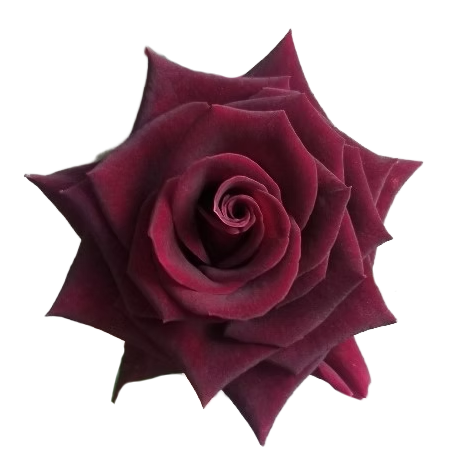 BLACK BEAUTY Dark Red Rose 40