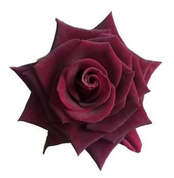 compare product BLACK BEAUTY Dark Red Rose 60