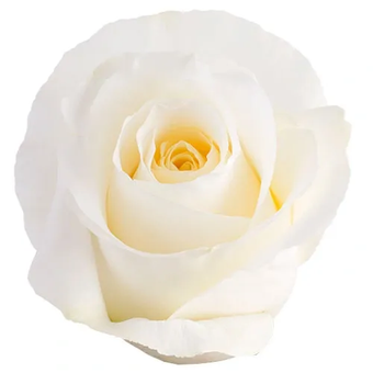 compare product BLIZZARD White Rose 50