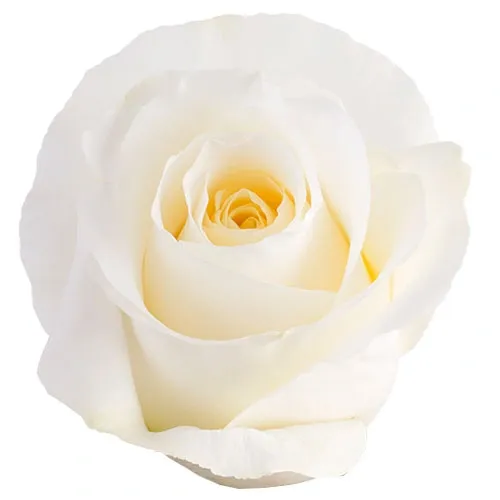BLIZZARD White Rose 50