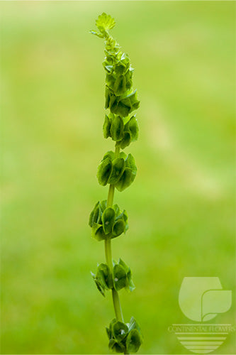compare product Bells Of Ireland Green - 70cm