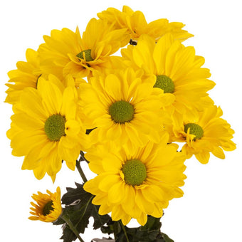 compare product Daisy Yellow