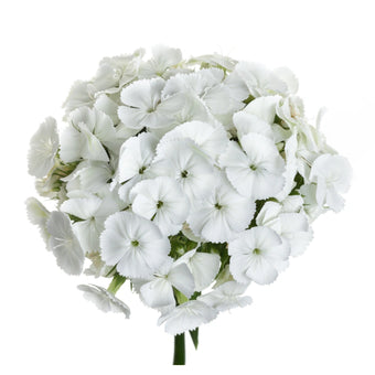 compare product Dianthus Ball White