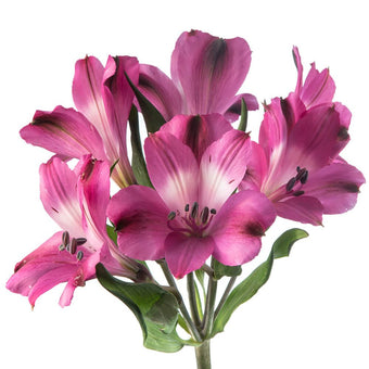 compare product Alstroemeria Super Select Purple Bright Orchid