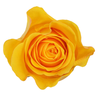 compare product BRIGHTON Yellow Rose 40