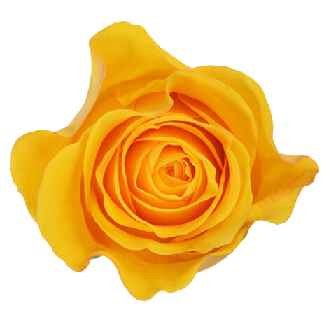 BRIGHTON Yellow Rose 40