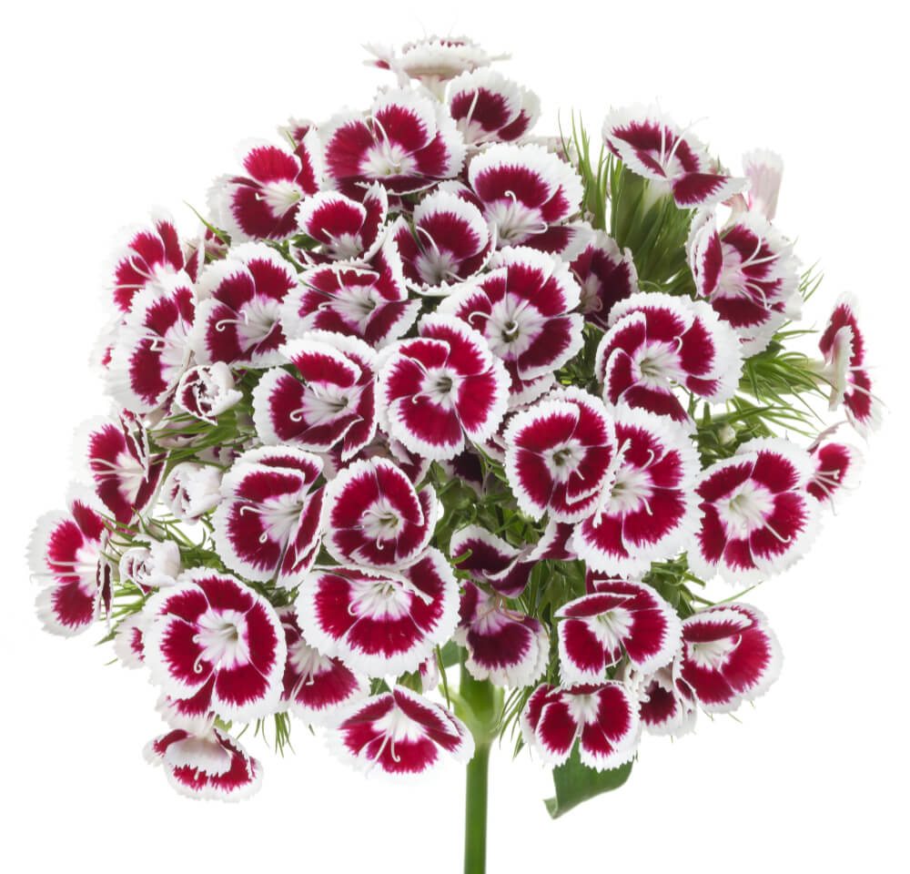Barberatus-Fancy-1.jpg