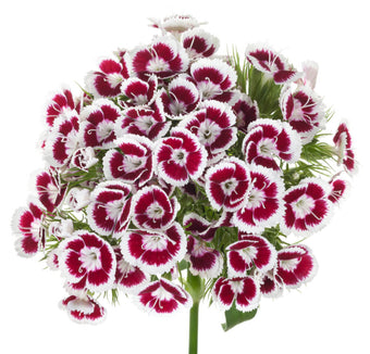compare product Dianthus Ball Novelty Purple