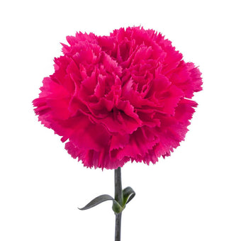 compare product Carnation Fancy Dark Pink