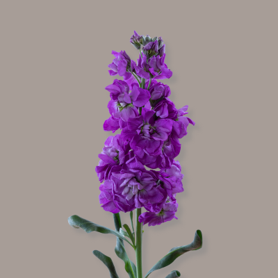 Stock D.B. Purple 70 Cm