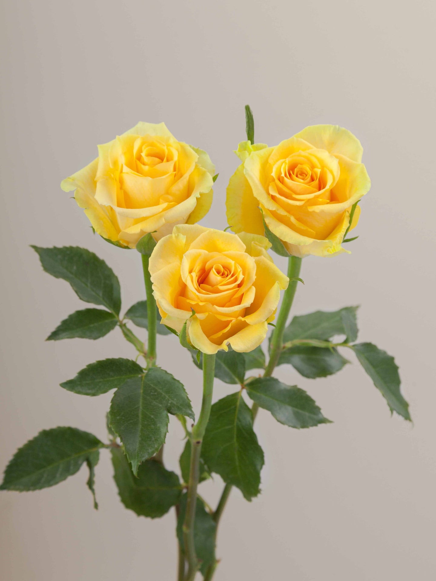 Butterscotch_Rose_Trio_View_web.jpg