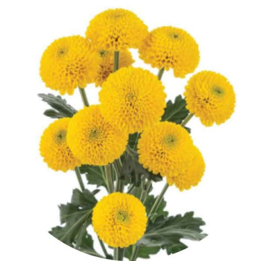 Pompon Button Yellow
