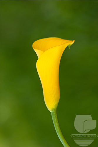 Calla Yellow Sunshine 50cm