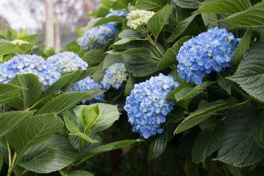 Hydrangea Shocking Blue Select 40ST QB