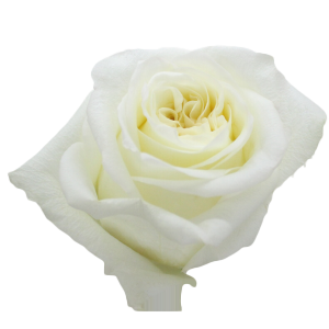 CANDLELIGHT White Rose 40