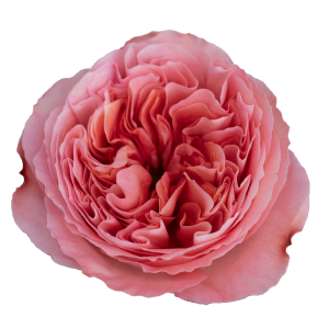 compare product CANDY X-PRESSION Pink Rose 60