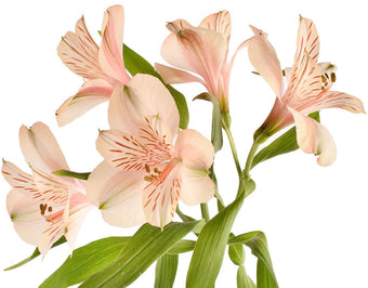 compare product Alstroemeria Super Select Peach Canyon