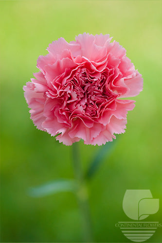 compare product Carnations Light Pink Betsy Fancy