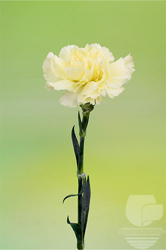 compare product Carnations Yellow Diletta Select
