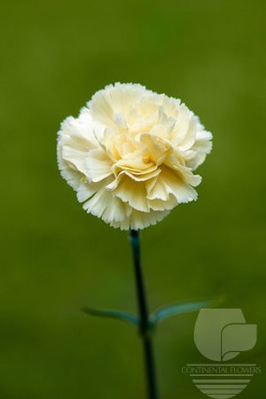 Carnations Cream Gioelle Fancy