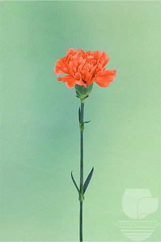 compare product Carnations Orange Hermes Fancy