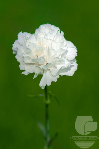 compare product Carnations White Moonlight Fancy