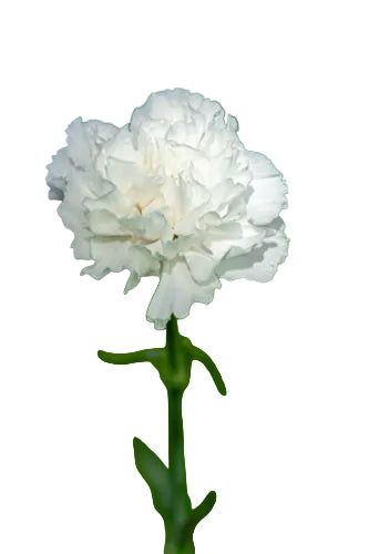 Carnations White Moonlight Select